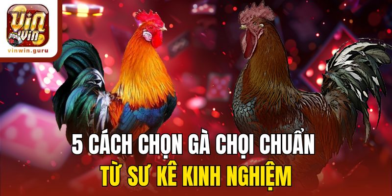5 cách chọn gà chọi chuẩn từ sư kê kinh nghiệm