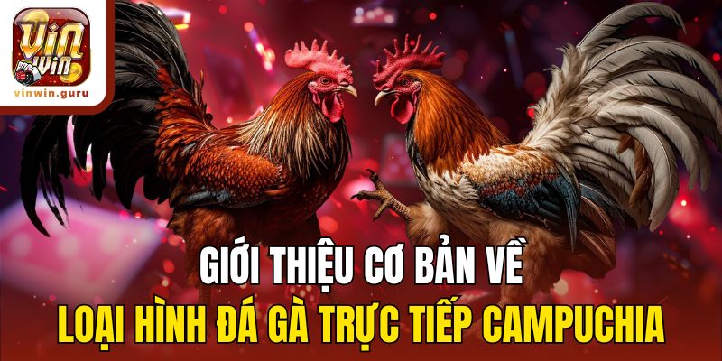 Giới thiệu cơ bản về loại hình đá gà trực tiếp Campuchia