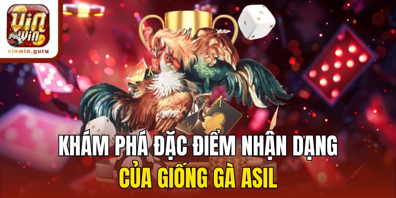 Khám phá đặc điểm nhận dạng của giống gà Asil