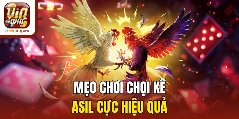 Mẹo chơi chọi kê Asil cực hiệu quả