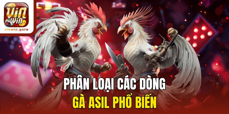 Phân loại các dòng gà Asil phổ biến